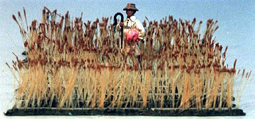 Strips of Wheat