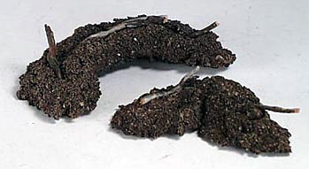 Battleground Earth Section