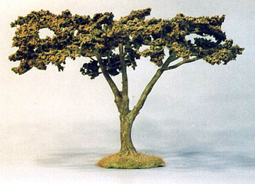 Small Acacia Tree