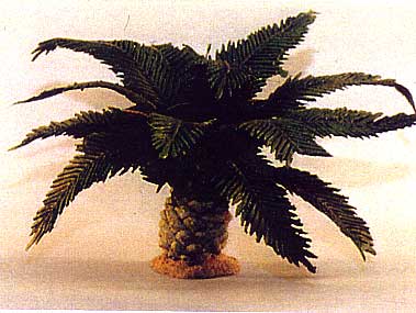 Young Palm