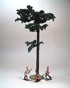 Scots Pine Tree