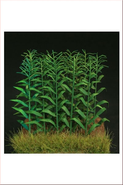 30mm Maize (Corn)- Green Line Paper Plant