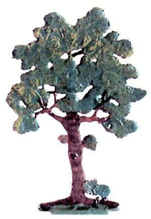 Tall Maple