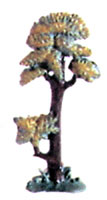 Small Larch