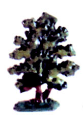 Small Scrub Oak