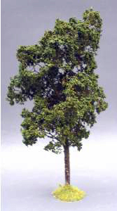 Mountain Ash Tree