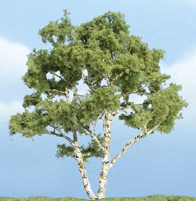 Trees - Premium Birch