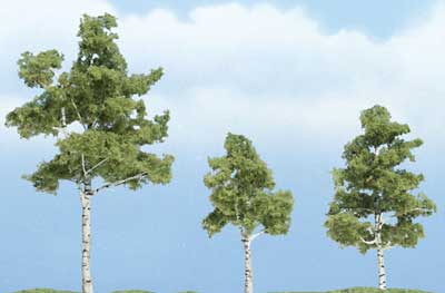 Trees - Premium Paper Birch
