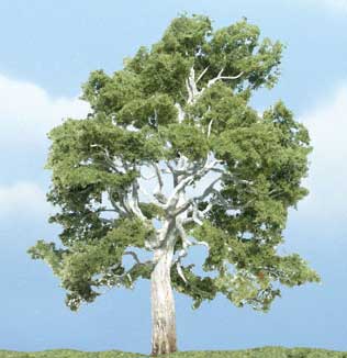 Trees - Premium Sycamore
