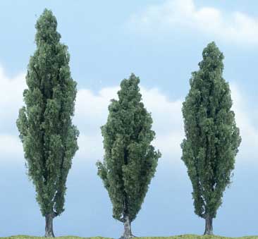 Trees - Premium Poplar