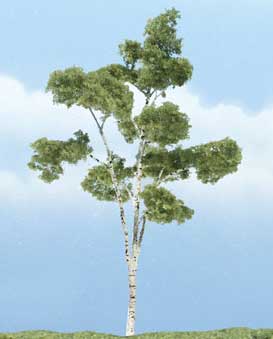 Trees - Premium Paper Birch