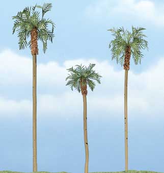 Trees - Premium Royal Palm