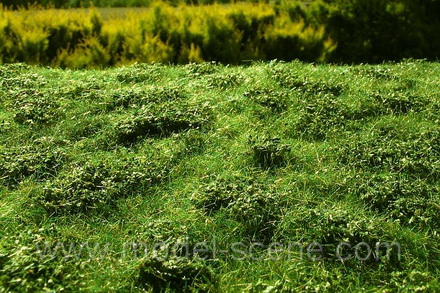 Premium Grass Mat: Low Bushes - Early Summer