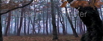 Autum Forest	