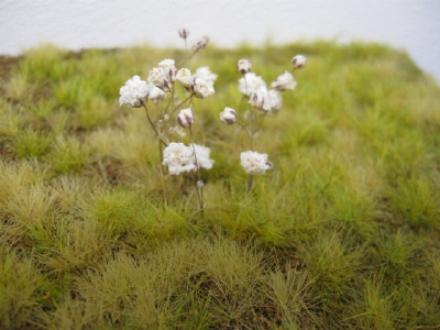 Small White Natural Flowers (Limited Edition)