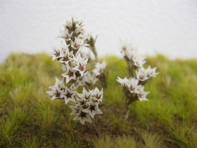 Small White-Red Natural Flowers
