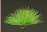 Fredericus-Rex Green-Line Tuffs