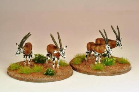 North Star Africa - Oryx (5)
