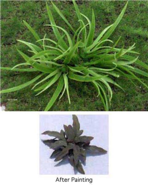 Jungle/Nam Grass