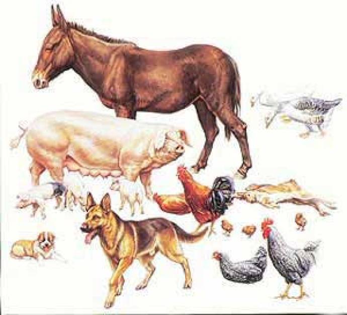 Livestock Set