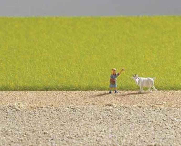 Light Green Field Grass