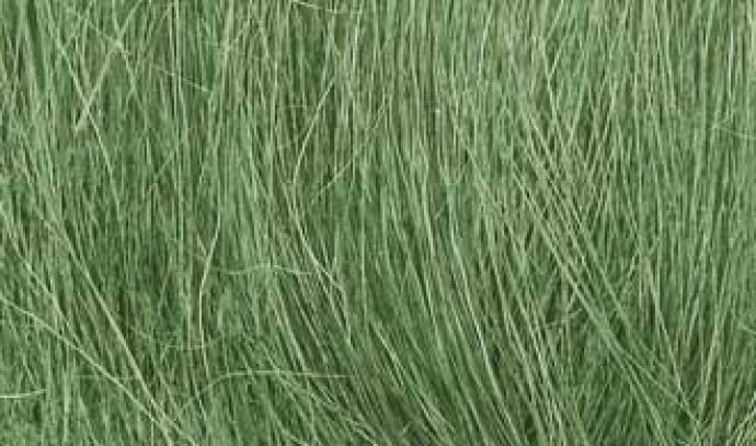 Field Grass - Medium Green