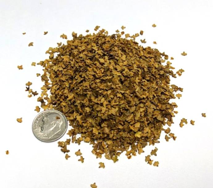 Leaf Litter - Autumn Yellow Leaves