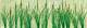 Cattails - Small (24 per pkg)