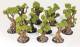 Gnarly, Wildwood, and Skull Tree  with Stumps Set - Winterdale - Printable Scenery