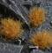 Gamers Grass 12mm XL Grass Tufts - Dry