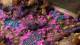 Gamers Grass Tiny Tufts - Alien Neon