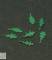Oak Leaves- Green Line Paper Plant