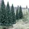 Trees - Ready Made Value Pack � Blue Spruce #1 (2