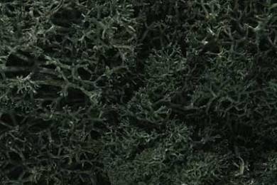 Lichen - Dark Green