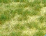 Fredericus-Rex Green-Line Grass Fibers