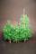 Pine Trees 1/48th to 1/56th Scale (Set of 3)