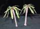 Europe/Africa Type Palm Tree 1/48 to 1/56th Scale