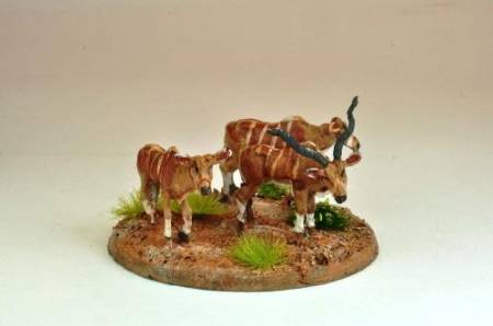 North Star Africa - African Cattle (3)