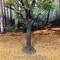 Old Growth Oak Tree, Summer