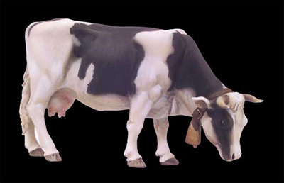 Cow