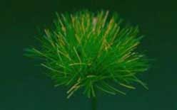 Grass Tuffs- Dark Green Long Tufts of Grass
