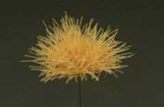 Grass Tuffs- Dry Long Tufts of Grass