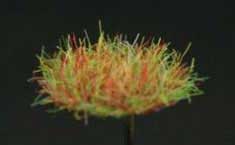 Grass Tuffs- Dry Short Tufts of Grass