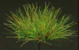 Grass Tuffs- Green Long and Short Tufts of Grass
