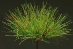 Grass Tuffs- Dark Green Long and Short Tufts of Grass