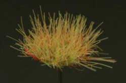 Grass Tuffs- Dry Long and Short Tufts of Grass