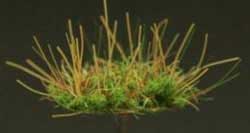 Grass Tuffs- Tuffs with Green Moss