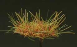 Grass Tuffs- Tuffs with Dark Green Moss
