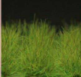 Grass Tuffs- Tuffs Green Extra Long Wild Grass Tufts