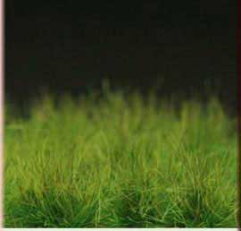 Grass Tuffs- Tuffs Dark Green Extra Long Wild Grass Tufts